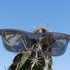 Rincon Crystal Gray